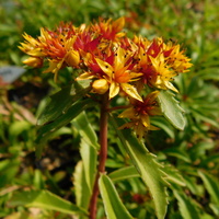 Sedum (Phedimus) middendorffianum var. middendorff